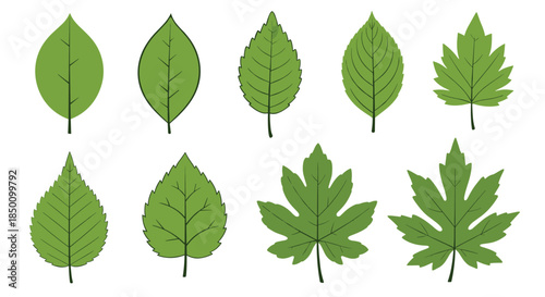Collection of different leaf shapes arranged in two rows to illustrate variety in leaf form edges vein patterns and overall silhouettes.