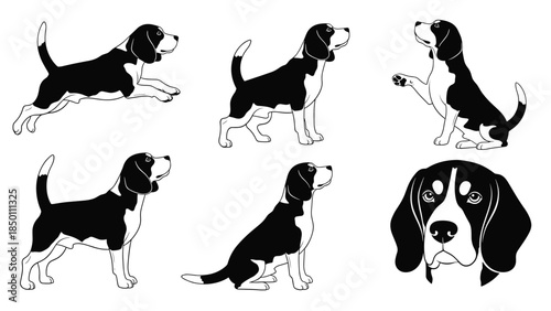 Set of black and white beagle dog illustrations in various poses, including running, sitting, and a detailed head portrait.