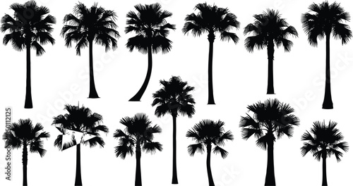 Palm tree silhouette, tropical design, black icons, botanical shapes, frond texture, nature element, exotic plant, landscaping, summer vibe, illustration