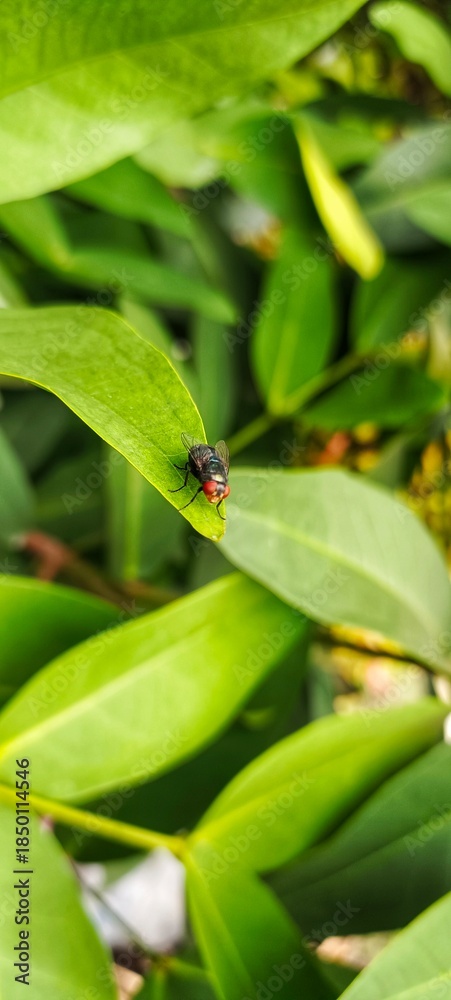 Obraz premium Macro view of a fly resting on a fresh green leaf, showing insect detail, natural light, shallow depth of field, and tropical garden background, ideal for nature and ecology themes.