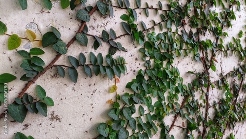 Canvastavla Green Creeping Fig on White Wall