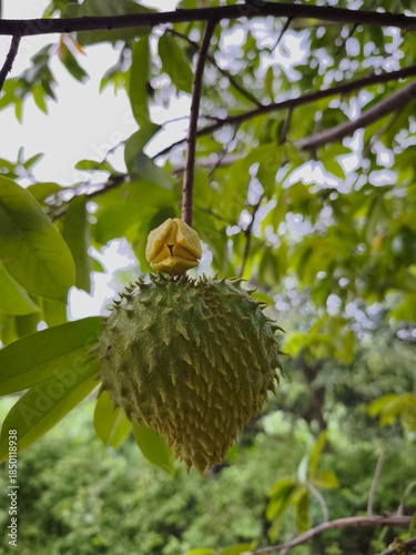 Fotografi Spiny soursop fruits hanging on tree branches among lush green leaves