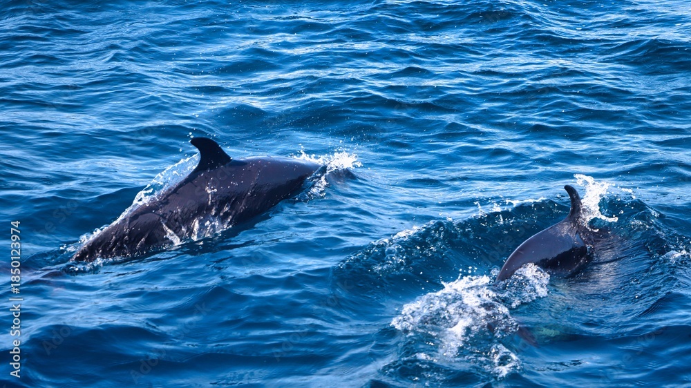 Obraz premium Puerto Vallarta, Mexico