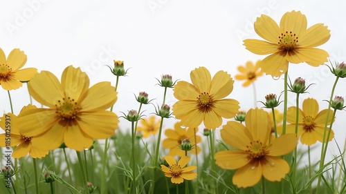 Golden yellow wildflowers in sunny meadow video.