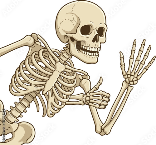 Cartoon Skeleton Running with Thumbs Up and Waving Hand on White Keywords: skeleton, human skeleton, bones, anatomy, cartoon