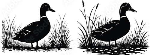 Black duck silhouettes standing in grass illustration, side view wildlife artwork