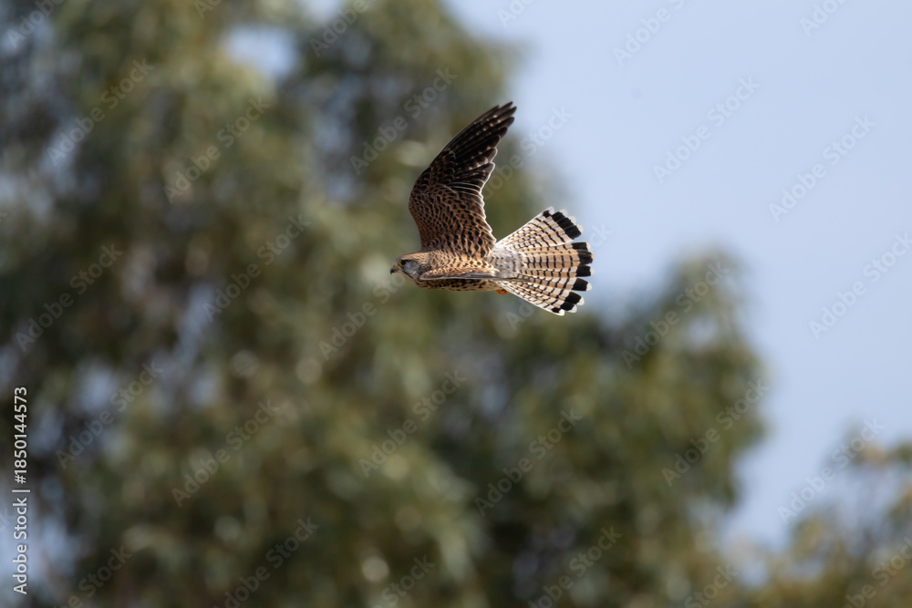 Fototapeta premium Eurasian Kestrel (Falco tinnunculus) Taking Off From a Wooden Post