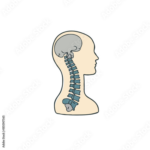 Detailed illustration of human head anatomy showing the brain, spine, and skull structure for