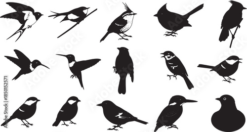 Graphic vector collection of various bird silhouettes and detailed avian outlines, showcasing diverse species in elegant black and white illustrations