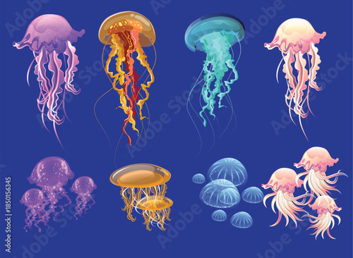jellyfish in the blue water