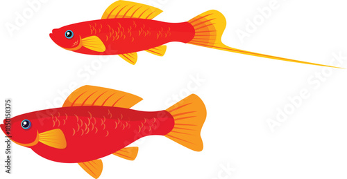 gold fish isolated on white background