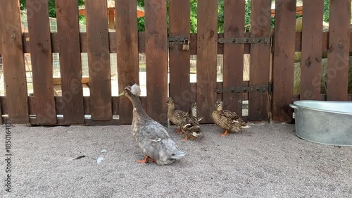 Domestic ducks and small ducklings walking on a farm near a wooden fence