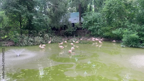A flock of Greater Flamingos (Phoenicopterus roseus) wades in a shallow, green-tinged pond within. The natural habitat features a vegetated shoreline.