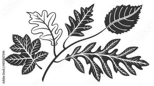 Diverse Autumn Leaves Collection for Nature Design, Seasonal Marketing, Eco-Friendly Branding, Fall Decor, Botanical Graphics, and Web Design Projects