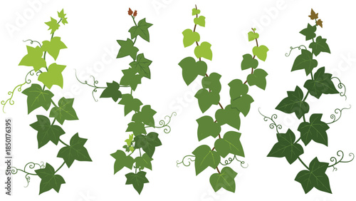 Four vibrant ivy vines with lush green leaves and delicate tendrils create a natural and decorative botanical arrangement.