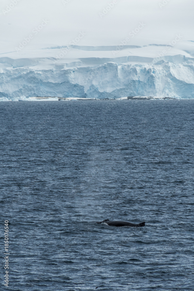 Fototapeta premium Impression of the Scenery near Anvers Island, on the Antarctic Peninsula. A diving humpback whale -Megaptera novaeangliae- is shown in the foreground.