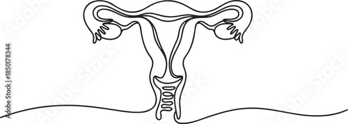 Continuous line drawing of female reproductive system uterus on a transparent background