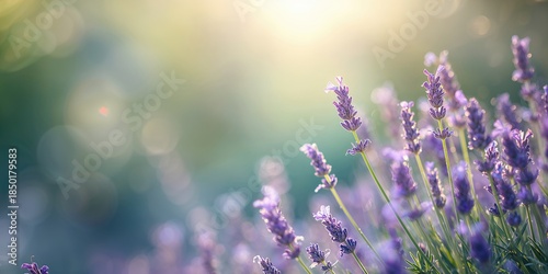 Close-up of lavender blooms against a blurred bokeh background serving as a soothing background for text, World Lavender Day