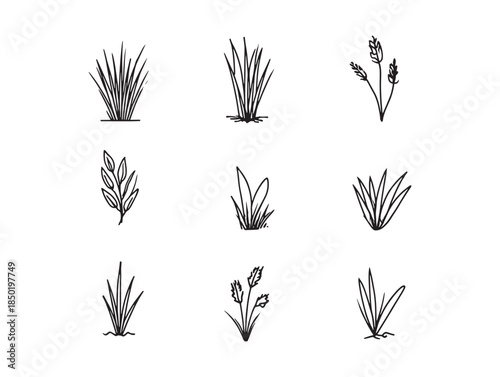 Botanical illustration of various grasses and wildflowers in a vintage monochrome style isolated on white
