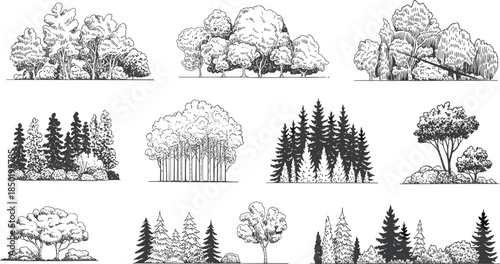 Collection of diverse trees and foliage in black and white sketch style forest nature