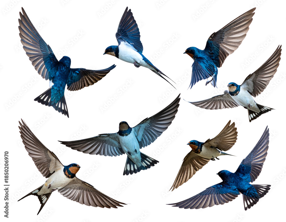 Fototapeta premium Realistic Swallows in Flight with Spread Wings, Side View, Isolated on White Background