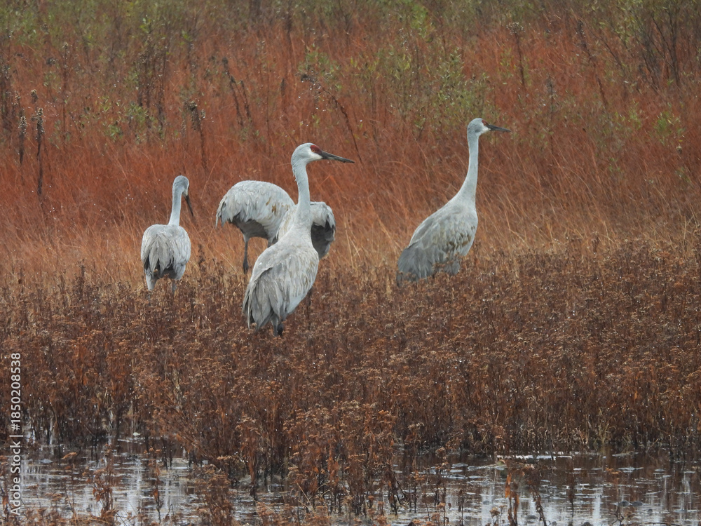 Obraz premium Sandhill cranes, enjoying a peaceful winter day, within the wetlands of the Bombay Hook National Wildlife Refuge, Kent County, Delware. 