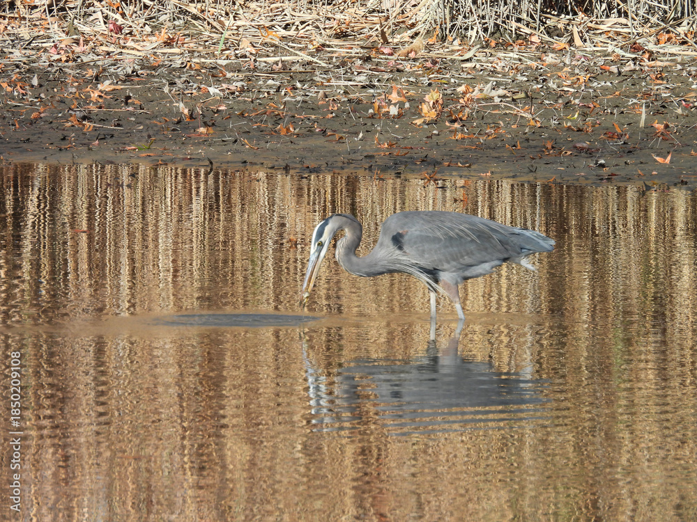 Obraz premium A hungry great blue heron, wading within the calm, wetland waters, hunting for aquatic prey to eat. Early winter season, Bombay Hook National Wildlife Refuge, Kent county, Delawar