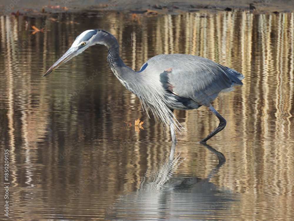 Obraz premium A hungry great blue heron, wading within the calm, wetland waters, hunting for aquatic prey to eat. Early winter season, Bombay Hook National Wildlife Refuge, Kent county, Delawar