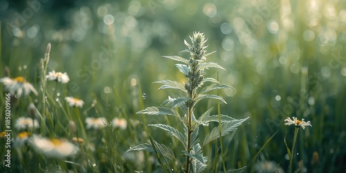 Wormwood Artemisia absinthium in garden, herbal medicine ingredient, World Malaria Day