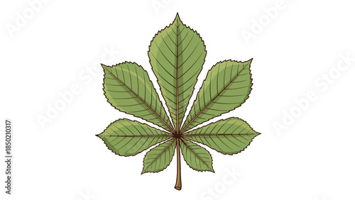 Illustration of a palmate sevenleaflet green horse chestnut leaf