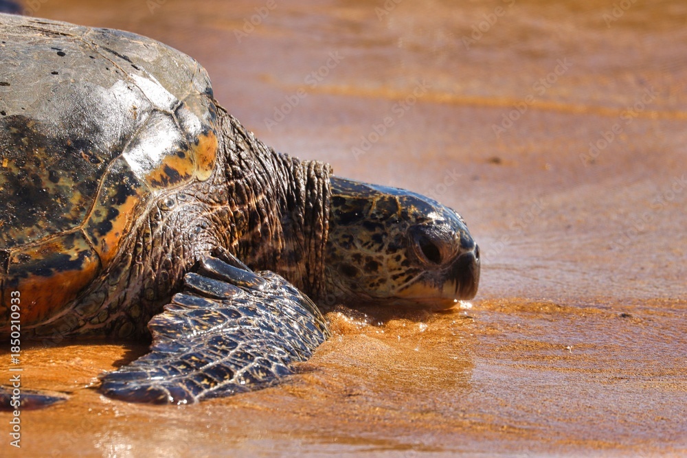 Obraz premium Nawiliwili, Hawai'i