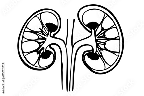 Human kidney organ medical anatomy minimalist one line art illustration