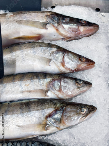 Fresh raw fish on ice for sale in supermarket. Closeup of delicious seafood display for a healthy diet and grocery store advertisement.