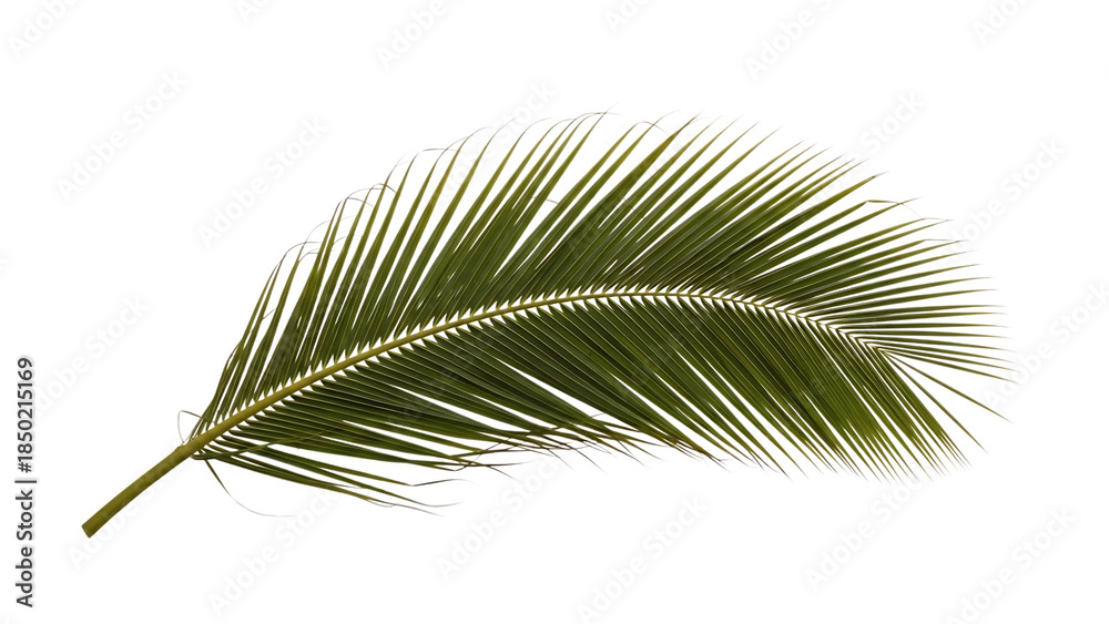 Obraz premium Palm leaf isolated on transparent background