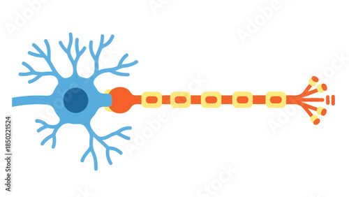 Diagram of a neuron with cell body axon and terminal branches