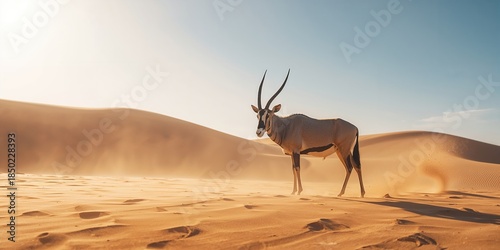 Vertical image of an oryx standing in the sandy Kalahari desert highlighting desert survival skills, Earth Day