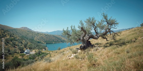 Olive tree on a hillside with camping caravans in the background at Guadalhorce Reservoir, Spain, emphasizing rural preservation