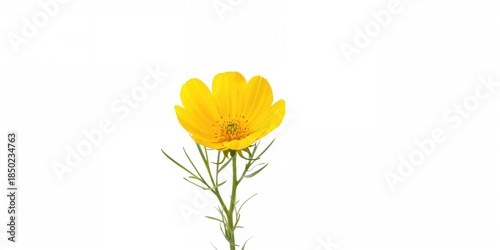 Single yellow buttercup flower on plain white backdrop suitable for educational material