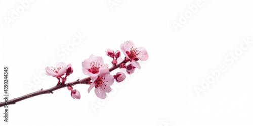 Pink cherry blossom branch ...