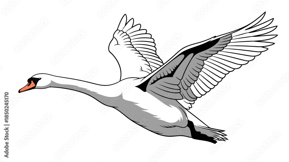 Fototapeta premium White swan in flight with wings spread white background