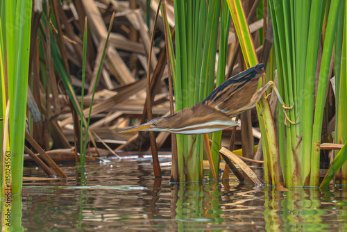 Bilde på lerret Least Bittern
