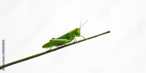 Close-up of a green grassho...