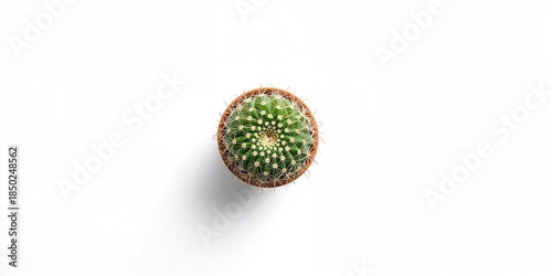 Top view of a small cactus ...