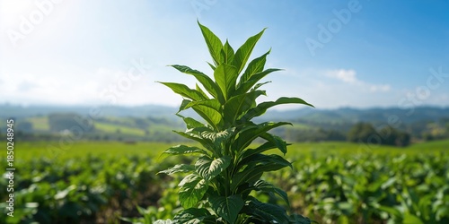 Green leaf tobacco plant in...