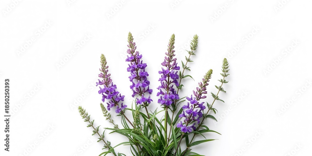 Obraz premium Salvia farinacea flowers blooming alongside green leaves, suitable for garden display, World Plant Day