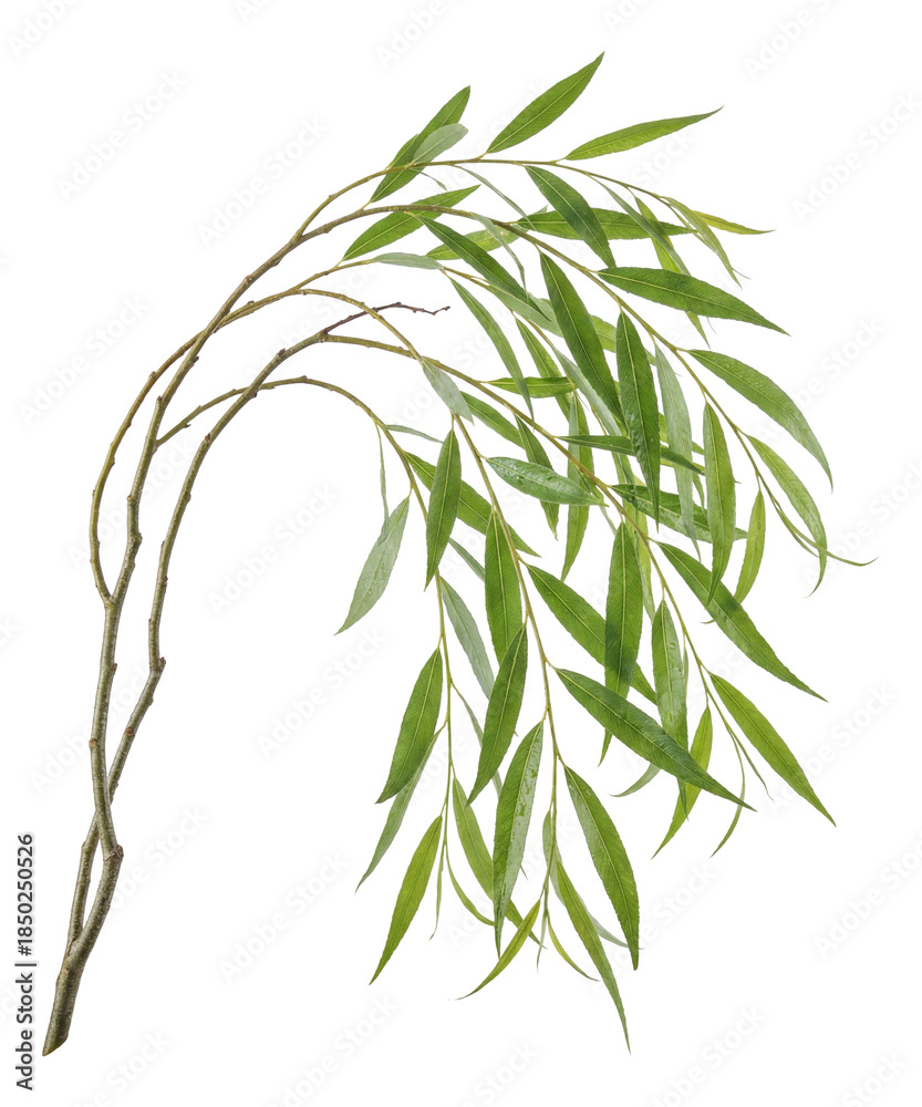Obraz premium Willow branch featuring slender twigs and long, narrow leaves.