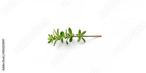 Fresh thyme spice isolated ...