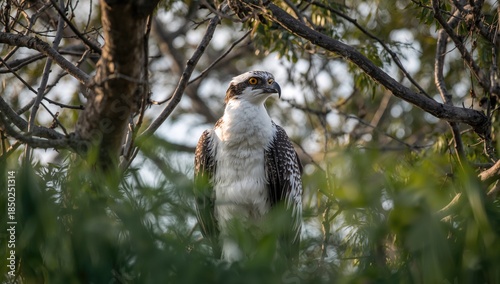 Osprey bird nestled in tree...