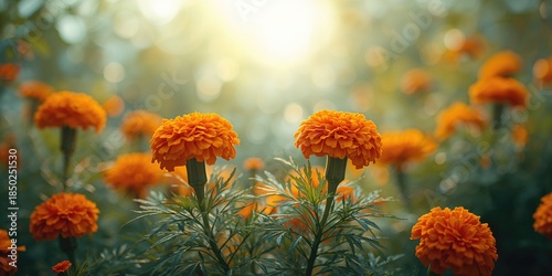 Bright orange marigolds wit...