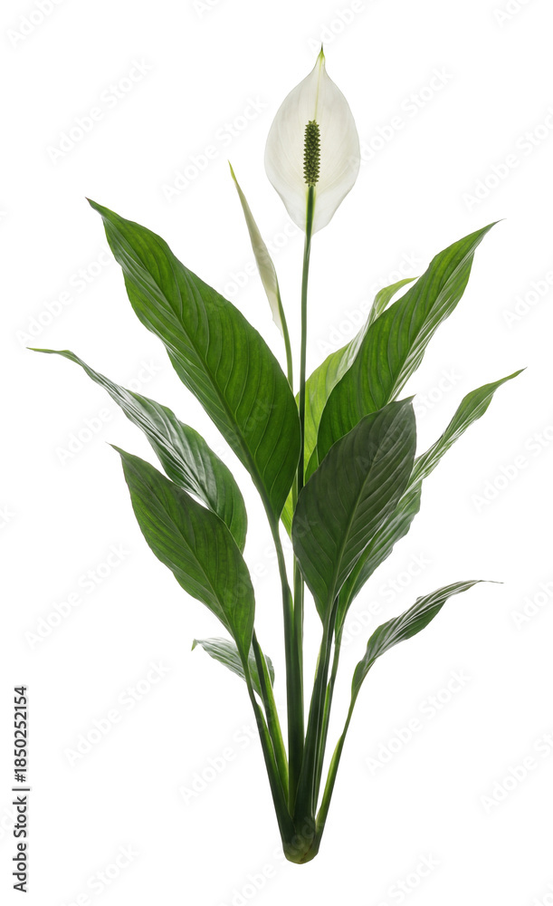 Fototapeta premium Tall peace lily featuring a pointed white spathe and slender green spadix.